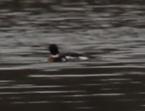 Red-breasted Merganser - ML646095417
