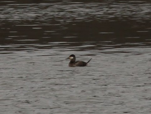 Ruddy Duck - ML646095419