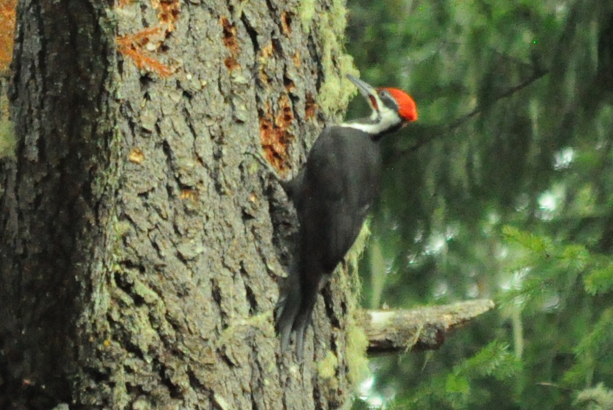 Pileated Woodpecker - ML646095421