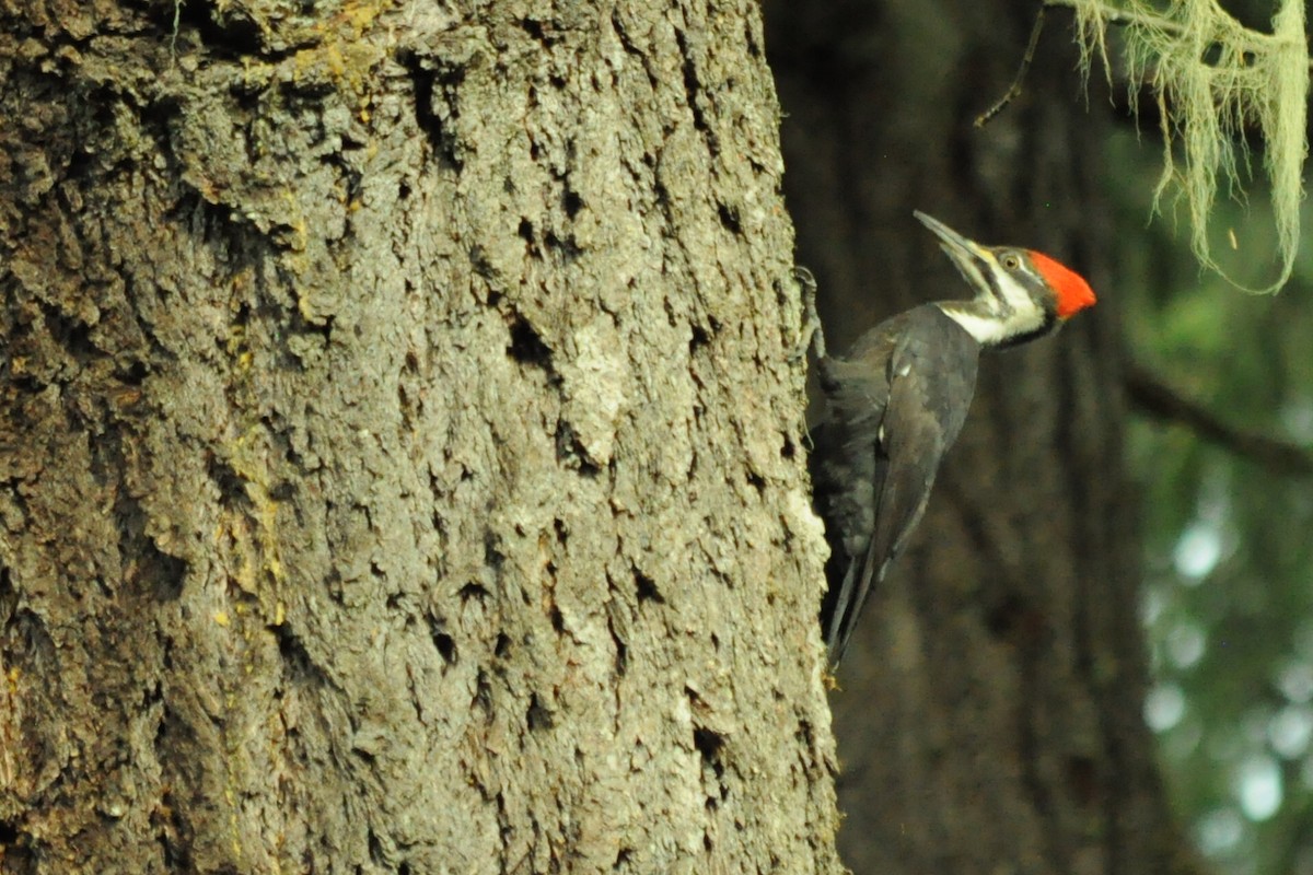 Pileated Woodpecker - ML646095422