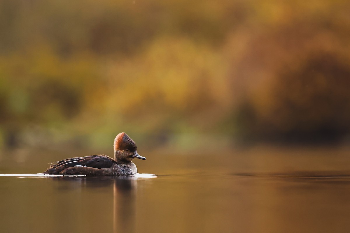 Hooded Merganser - ML646095425