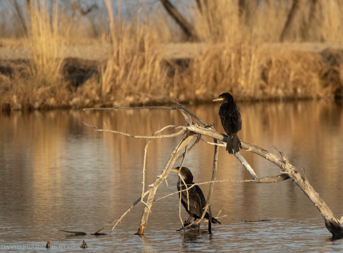 Neotropic Cormorant - ML646095426