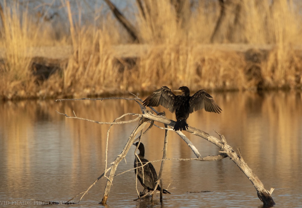 Neotropic Cormorant - ML646095427