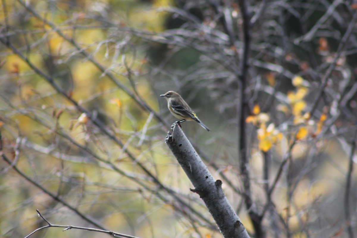 Yellow-rumped Warbler - ML646095445