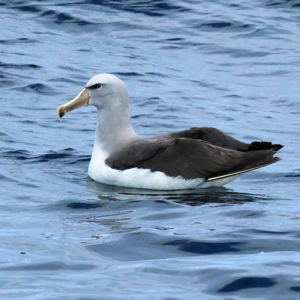Salvin's Albatross - ML646095449
