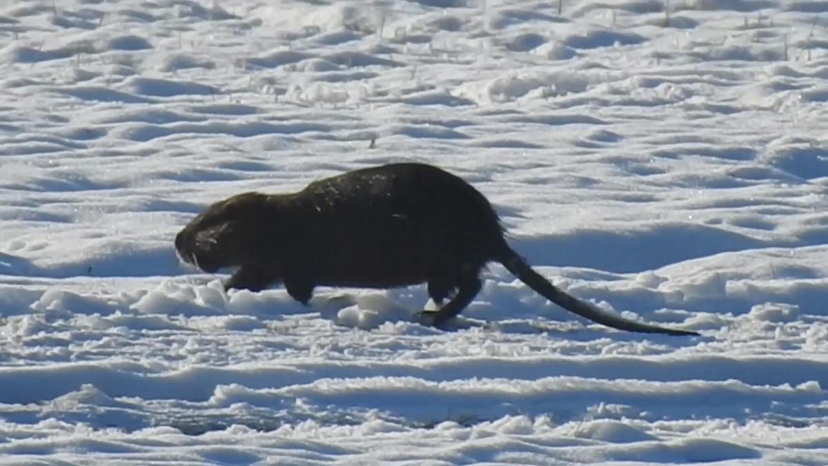 Coypus - ML646095455