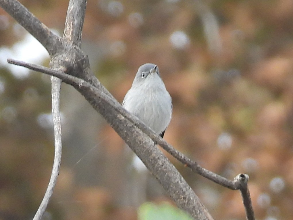 ブユムシクイ - ML646095457