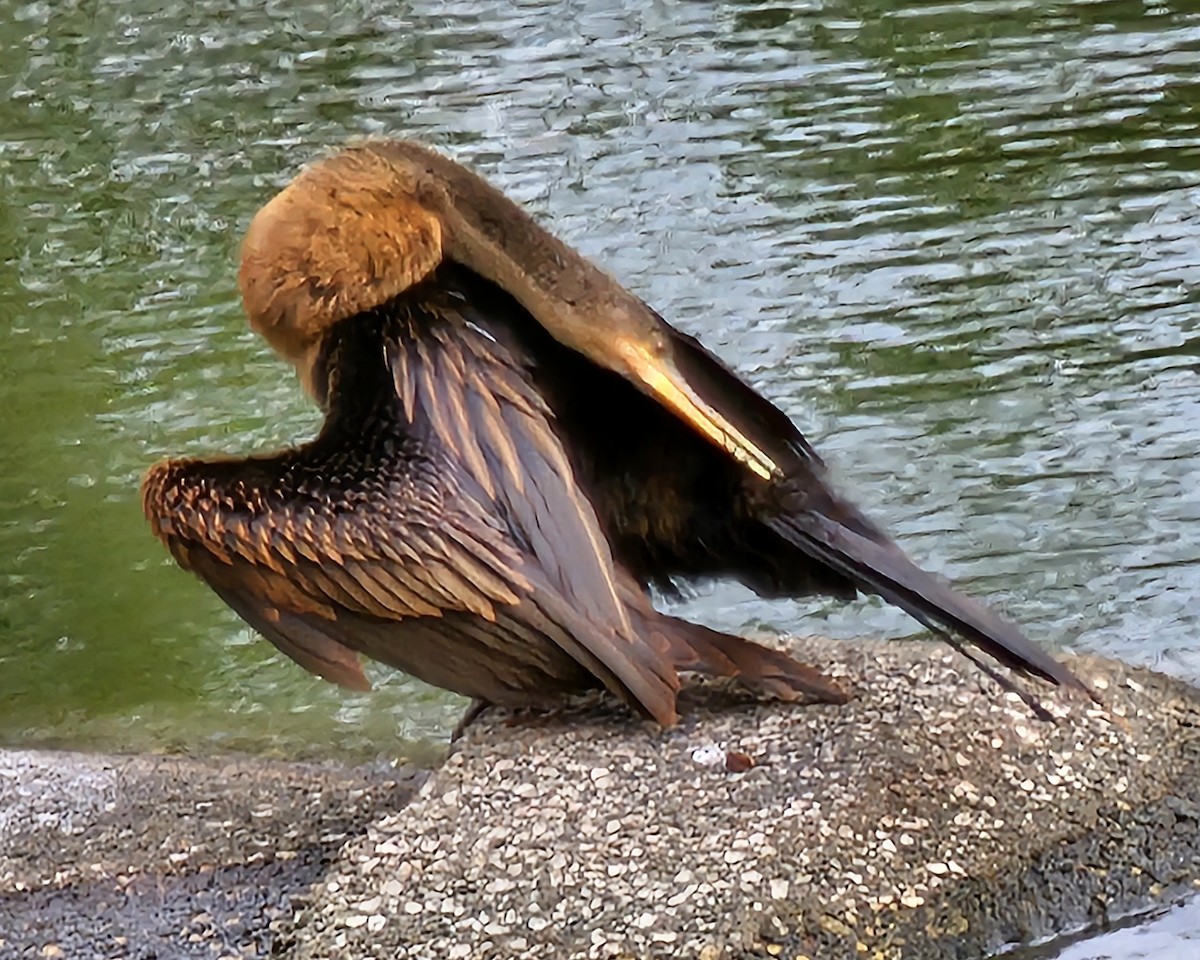 Anhinga - ML646095460