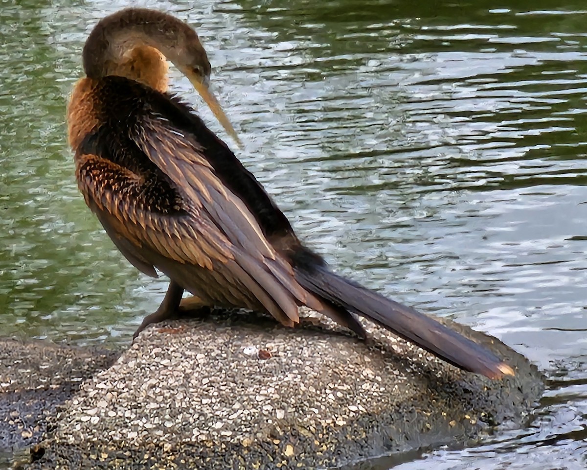 Anhinga - ML646095461