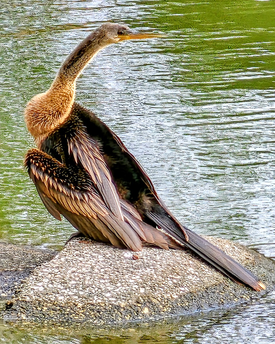 Anhinga - ML646095462