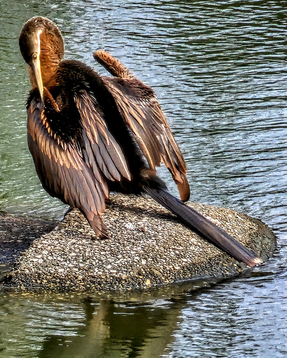 Anhinga - ML646095463