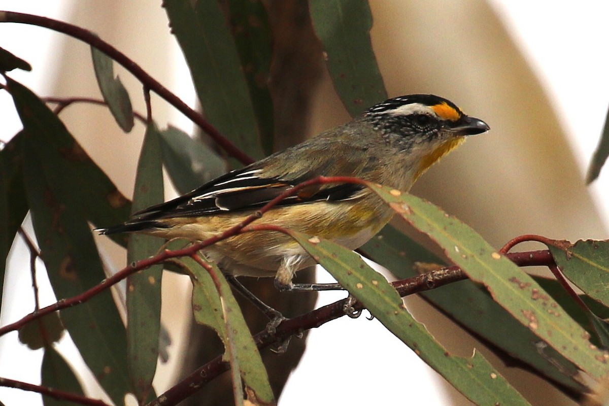 Striated Pardalote - ML646095464