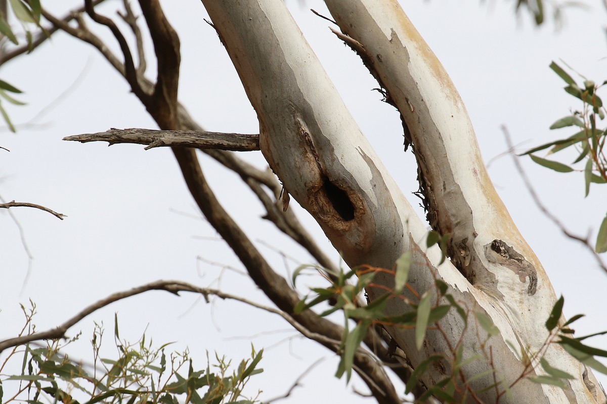 Striated Pardalote - ML646095470