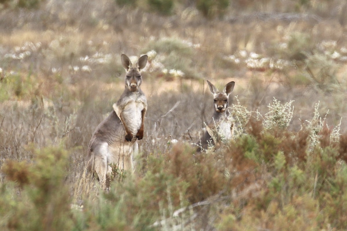 Canguro rosso - ML646095486