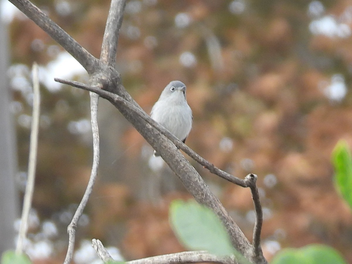 ブユムシクイ - ML646095489