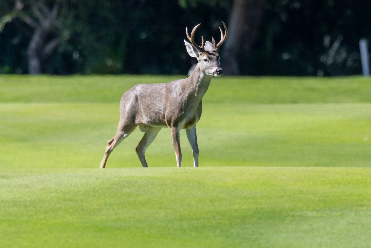 Animals - ML646095491