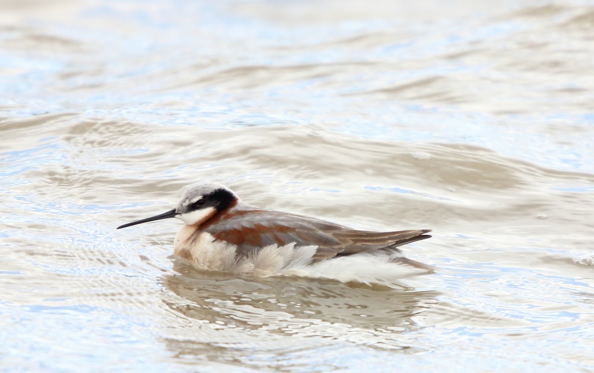 Wilson's Phalarope - ML646095496