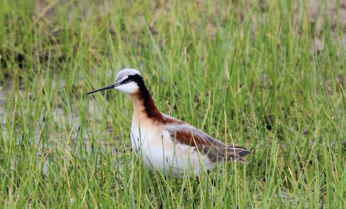 Wilson's Phalarope - ML646095498