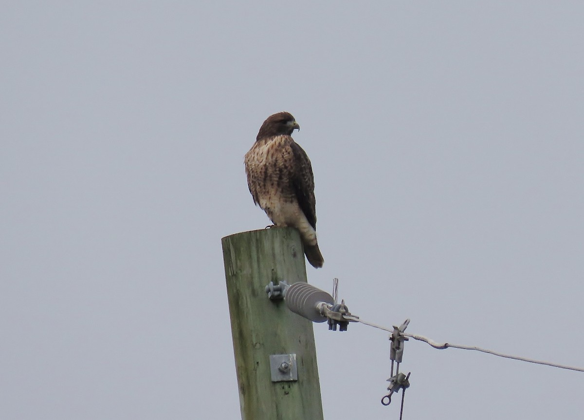 káně rudochvostá (ssp. calurus/alascensis) - ML646095501