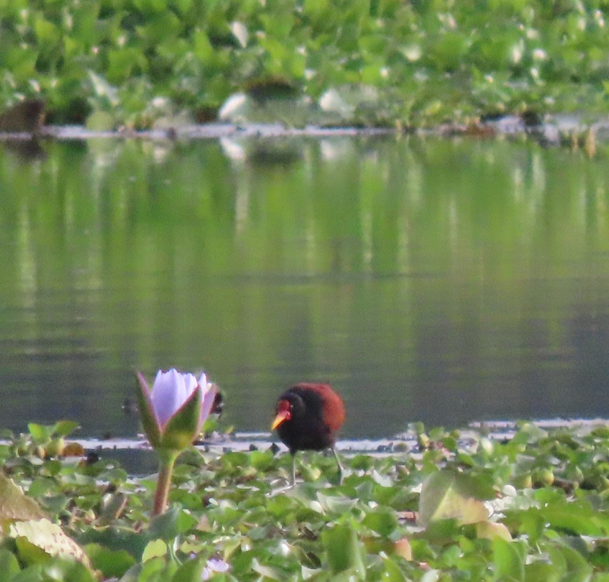 Wattled Jacana - ML646095502
