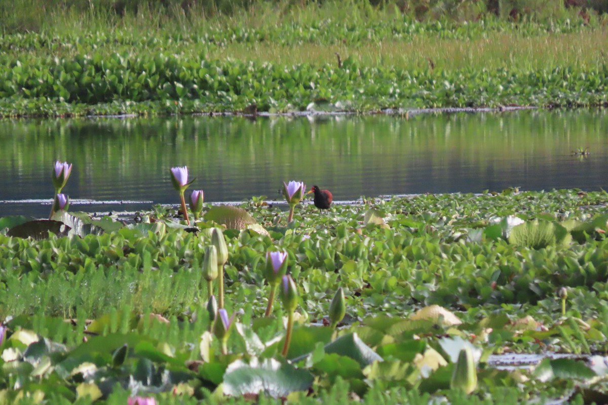 Wattled Jacana - ML646095503