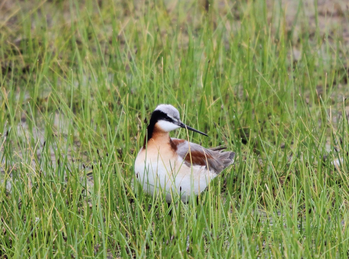Wilson's Phalarope - ML646095505