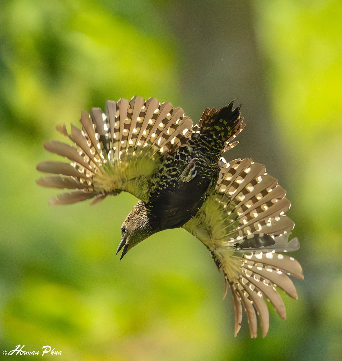 Zebra Woodpecker - ML646095507