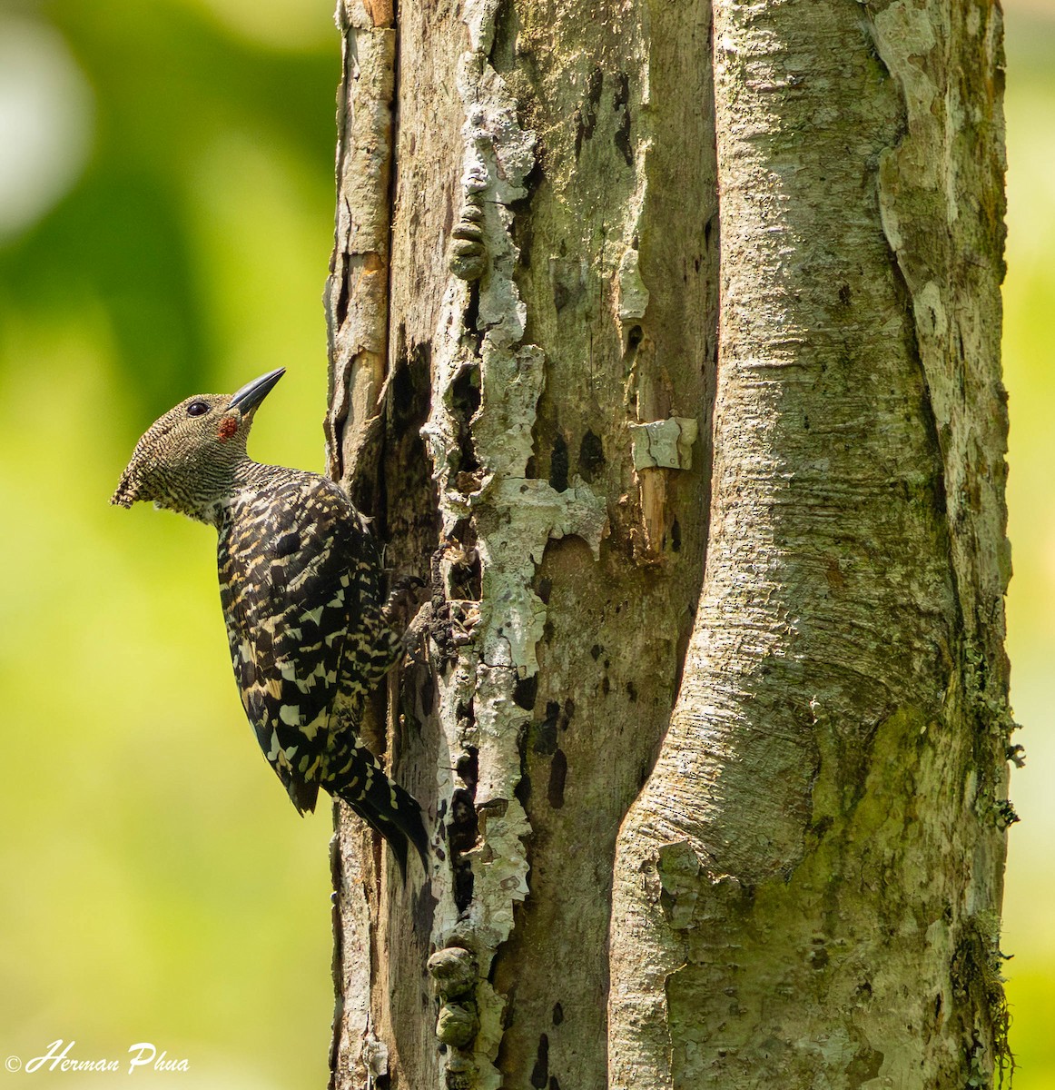 Zebra Woodpecker - ML646095508