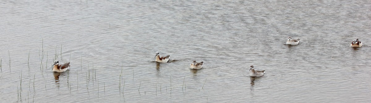 Wilson's Phalarope - ML646095512