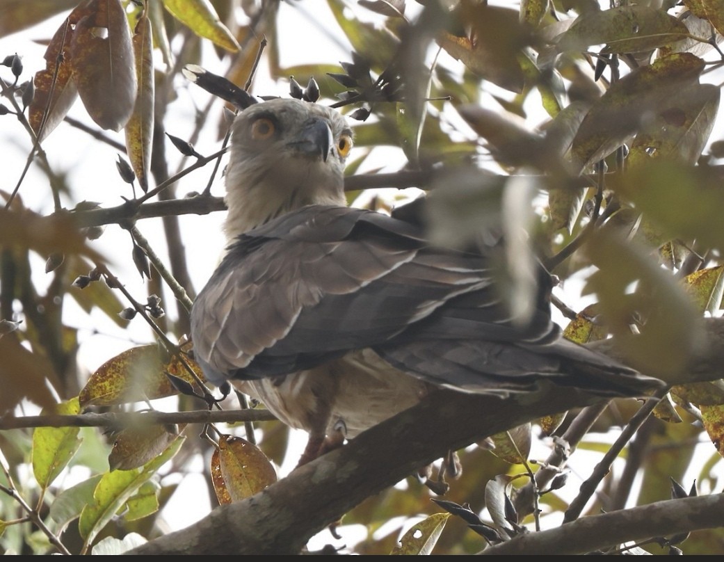 Jerdon's Baza - ML646095515