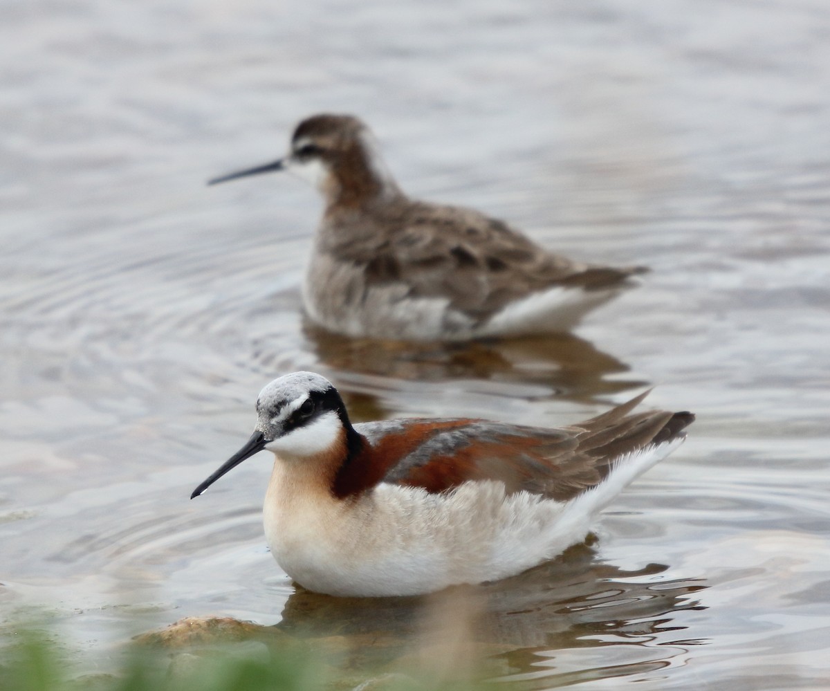 Wilson's Phalarope - ML646095518