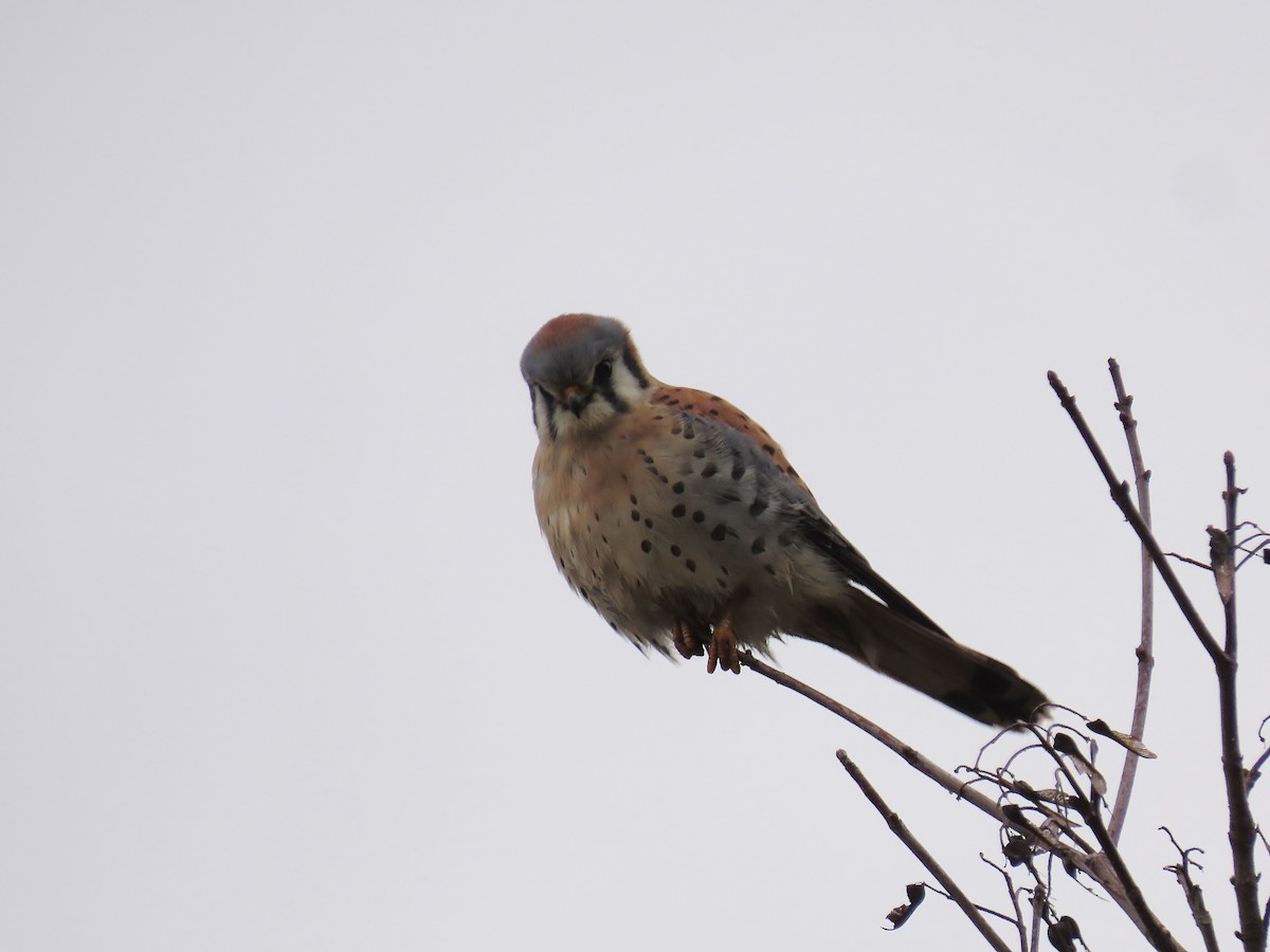 poštolka pestrá - ML646095520