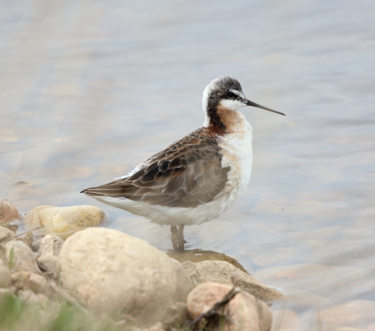 Wilson's Phalarope - ML646095521
