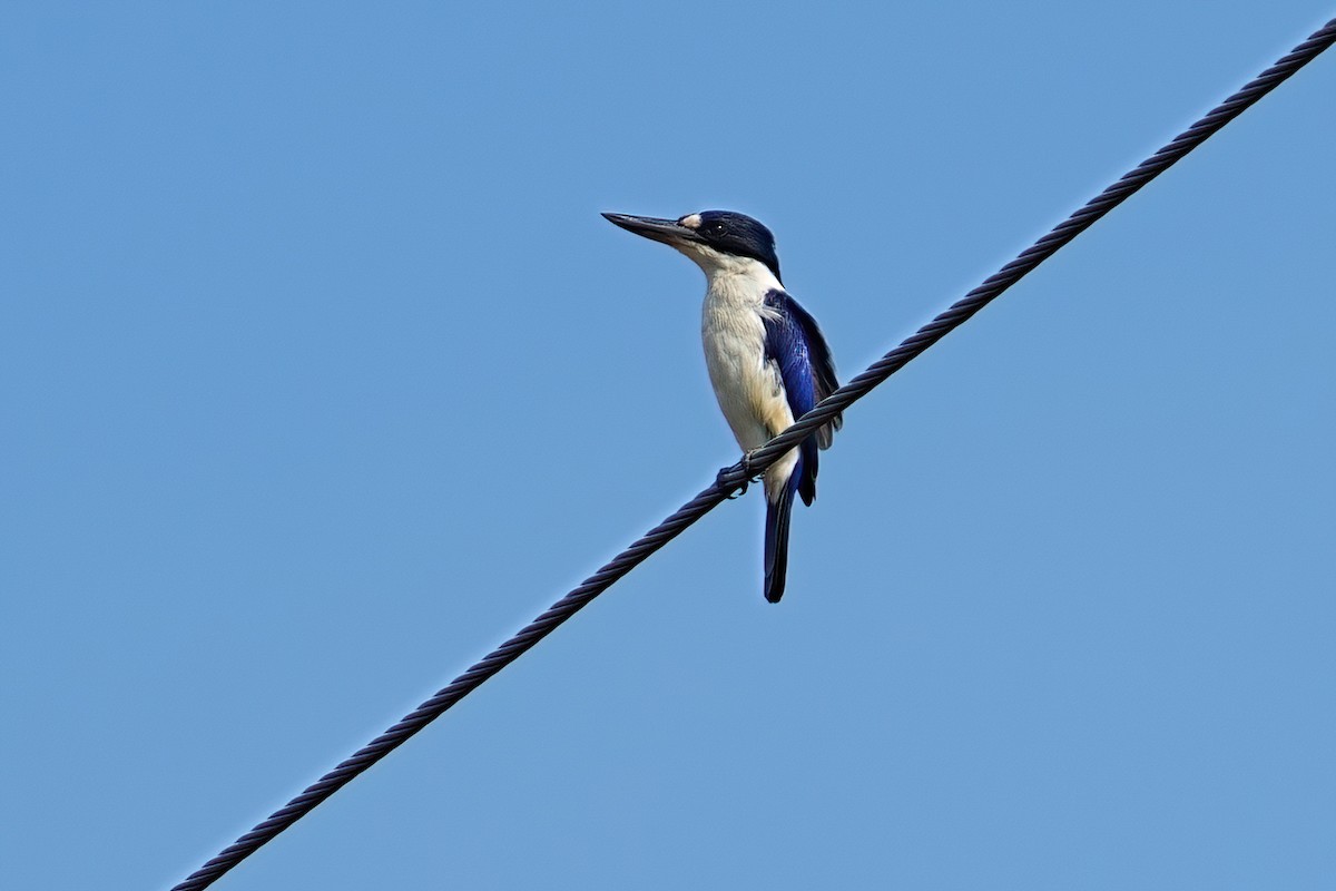 Forest Kingfisher - ML646095539