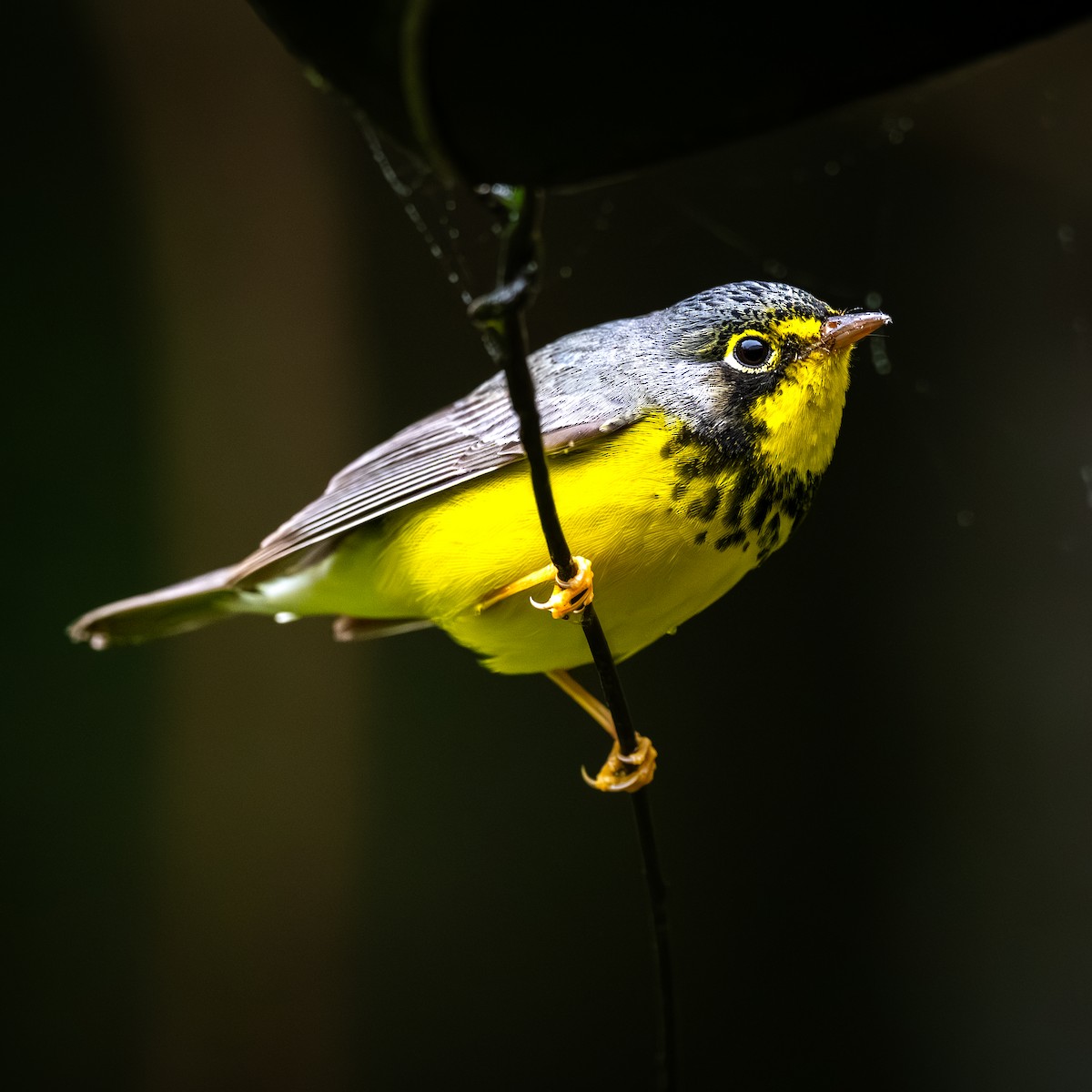 Canada Warbler - ML646095543