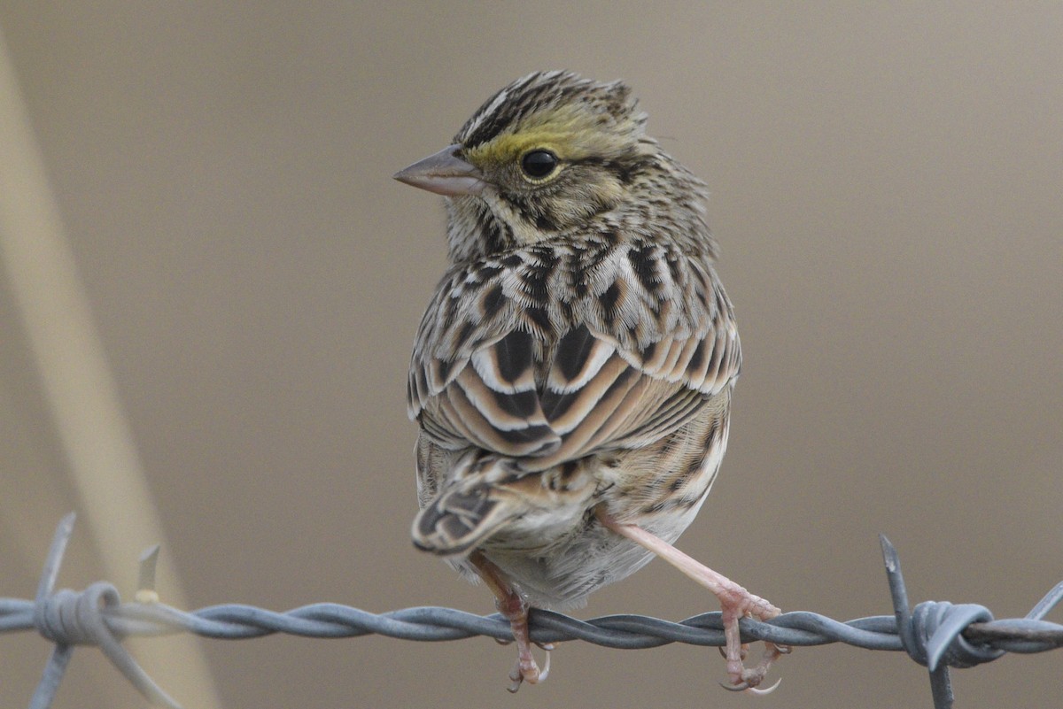 Savannah Sparrow - ML646095544