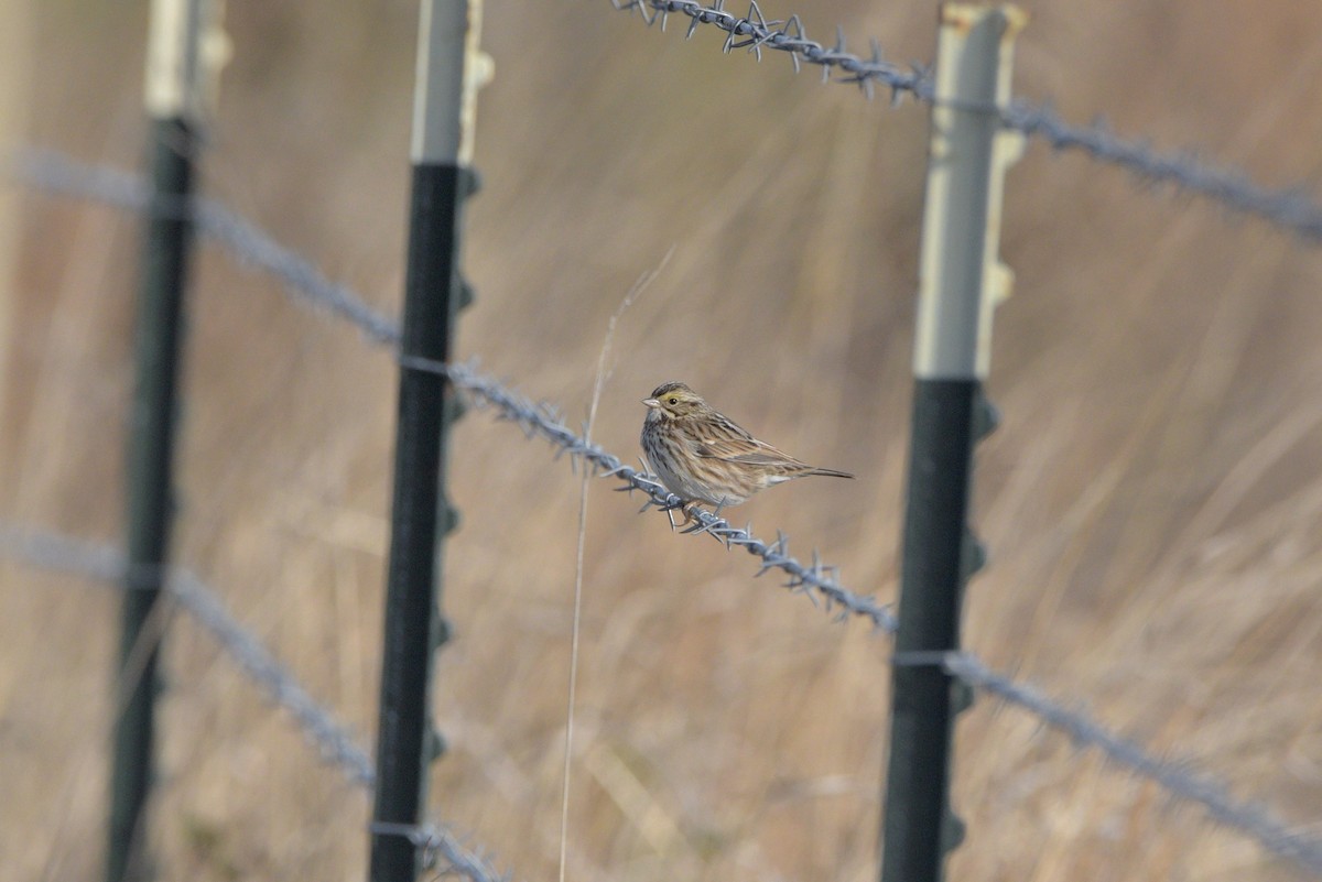 Savannah Sparrow - ML646095545
