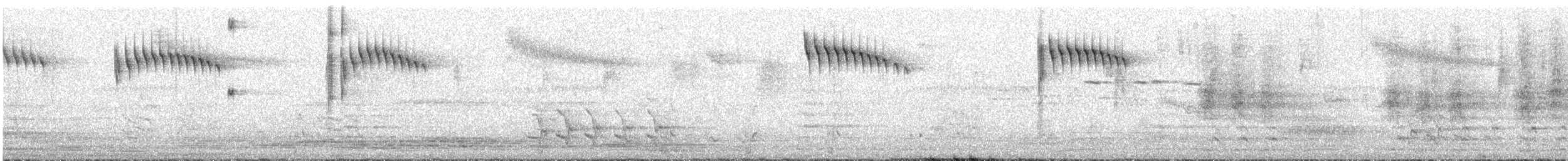Prachtstaffelschwanz - ML646095549
