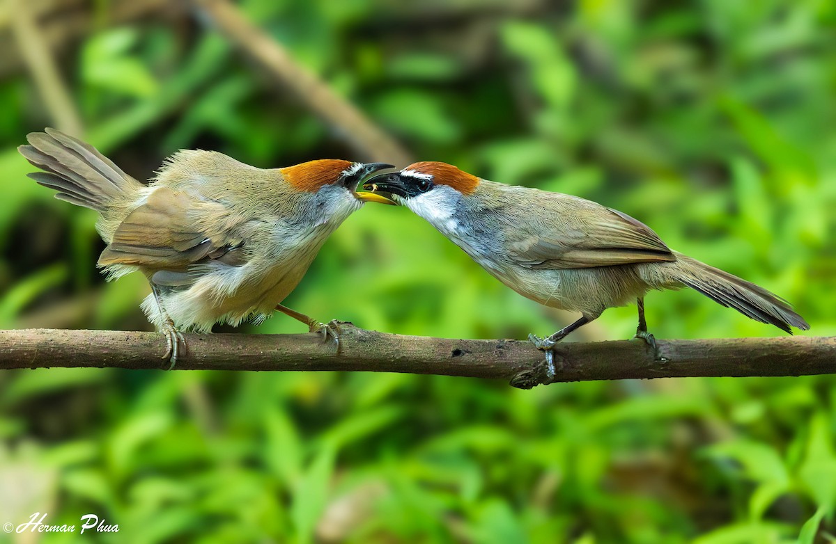 Chestnut-capped Babbler - ML646095550