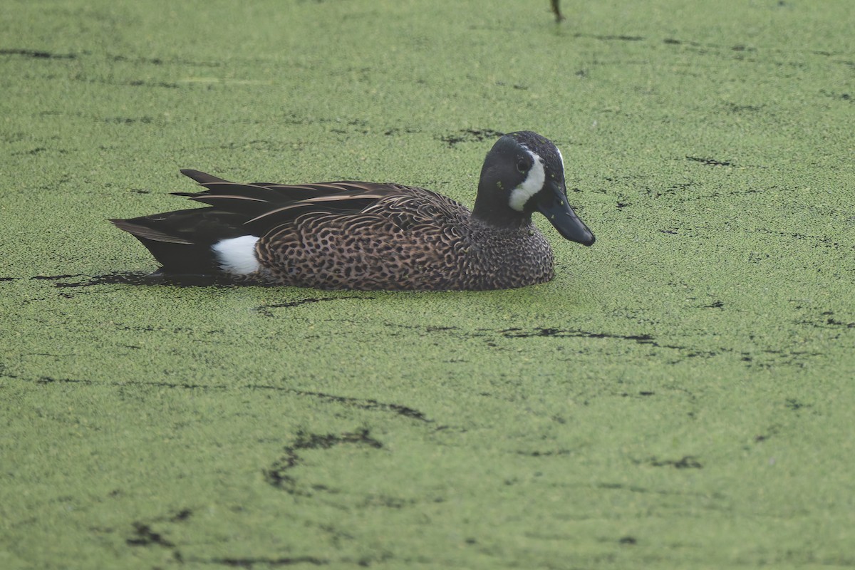 Blue-winged Teal - ML646095555