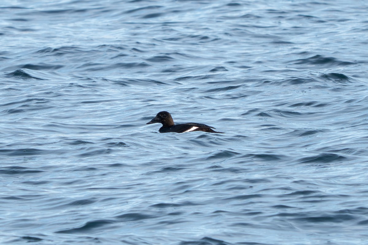 Macreuse à ailes blanches - ML646095564