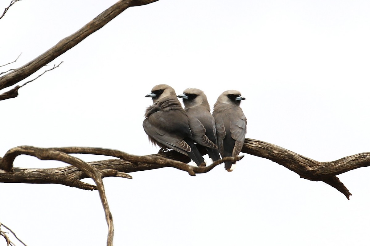 Black-faced Woodswallow - ML646095565