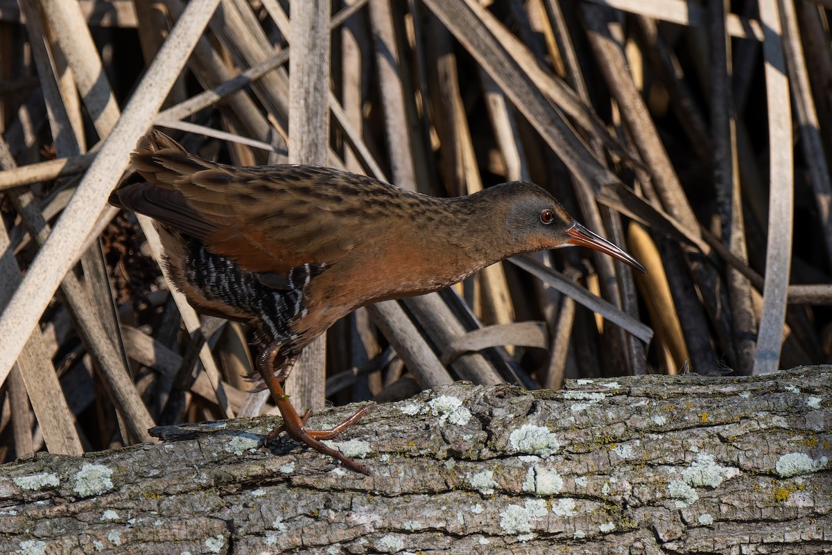 Пастушок віргінський - ML646095583