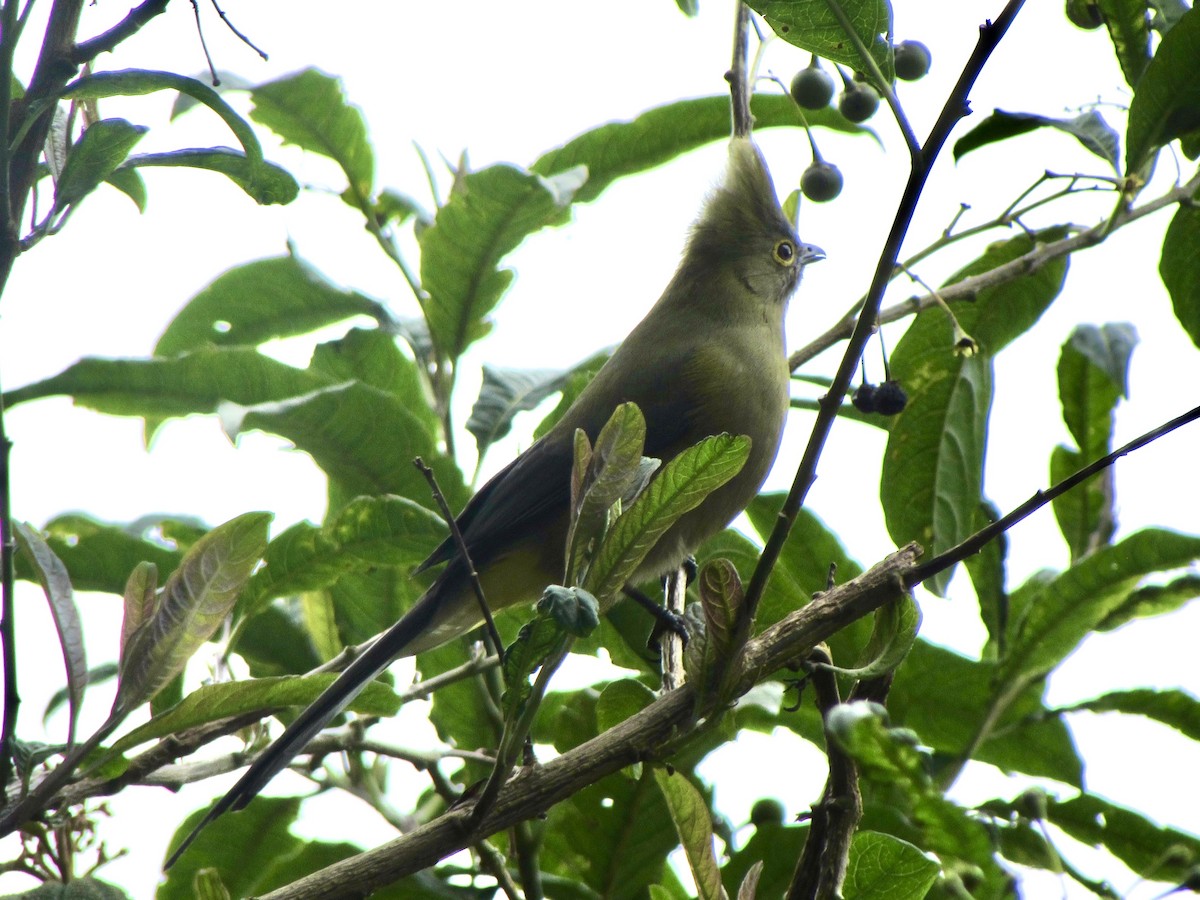 Long-tailed Silky-flycatcher - ML646095584