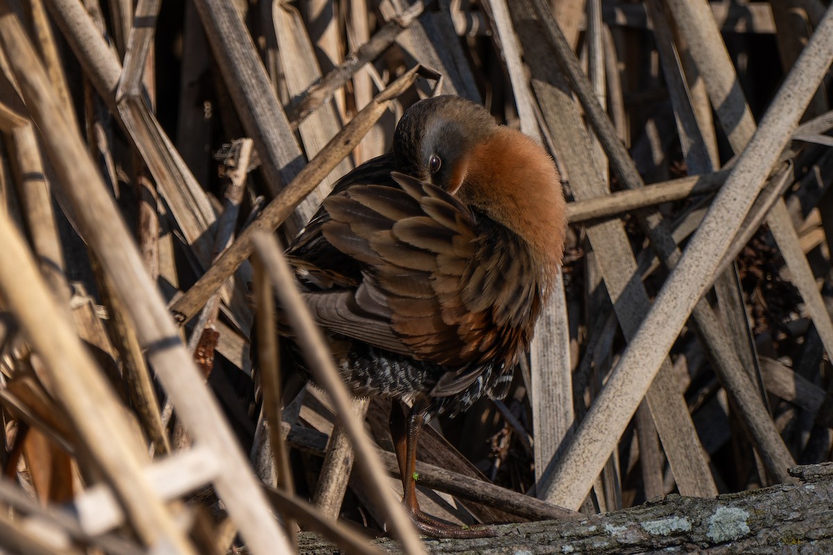 Пастушок віргінський - ML646095585