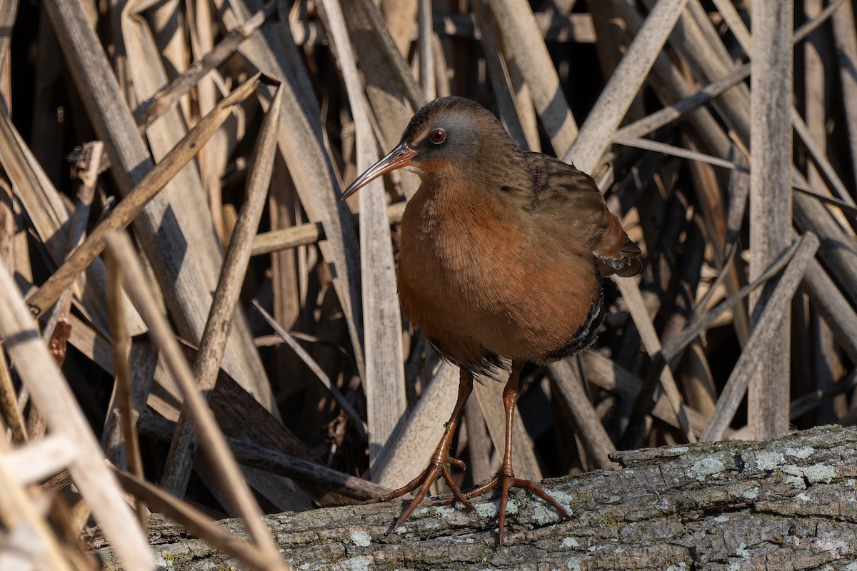 Пастушок віргінський - ML646095586