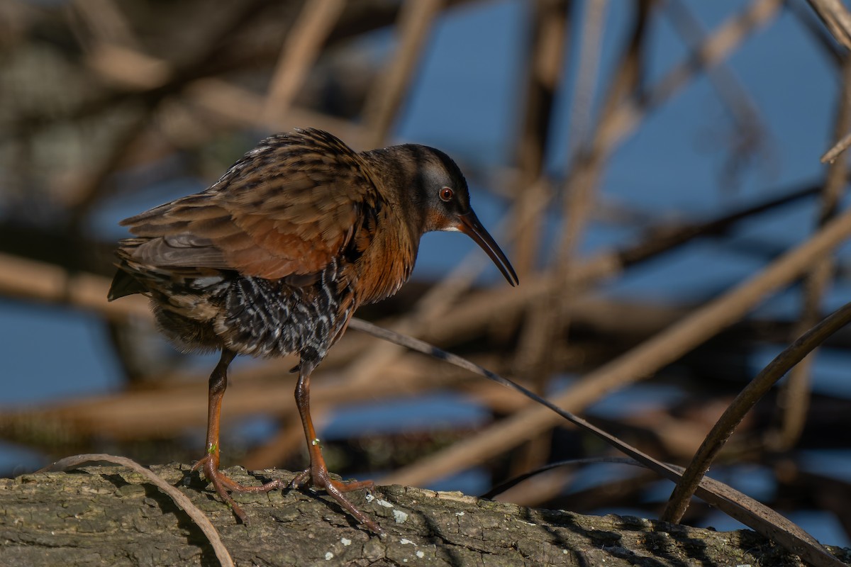 Пастушок віргінський - ML646095587