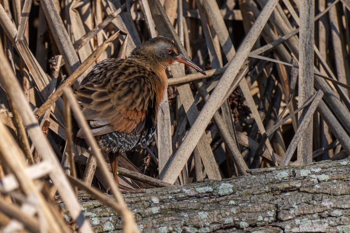 Пастушок віргінський - ML646095588