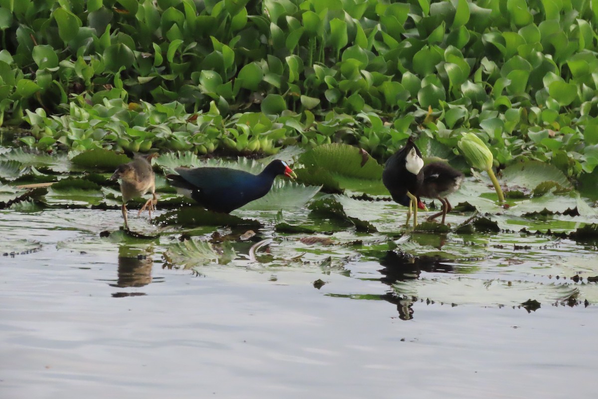 Purple Gallinule - ML646095591