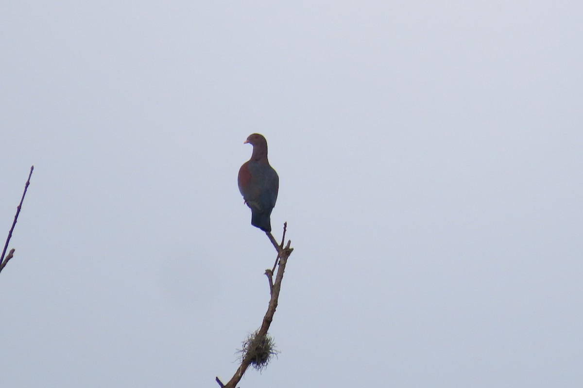 Red-billed Pigeon - ML646095595